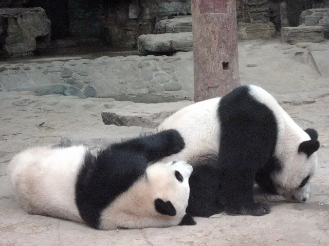 Okaimono Panda, Ternyata Sudah Melekat di Kehidupan Keluarga Kami